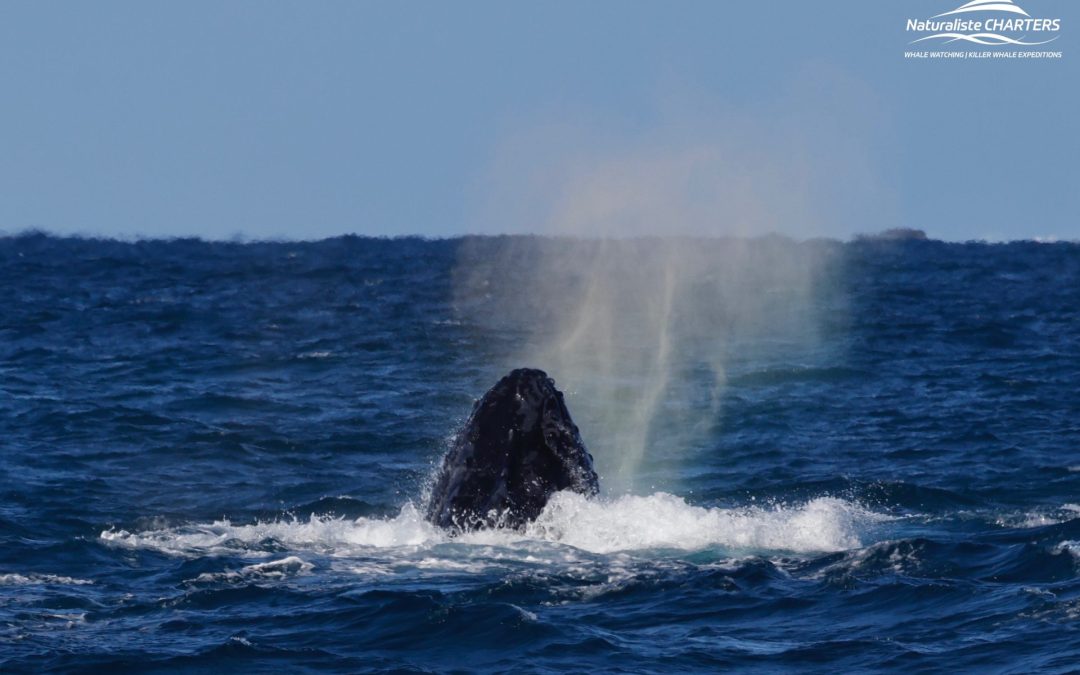 A Magical Start with Humpback Whales: 25.06.24 Morning Tour